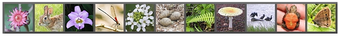 BDEI image strip