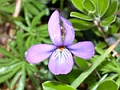 birds foot violet
