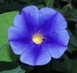 Morning Glory image from Bill Haber