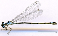 ecimg/Acan-viri-f-W463e25.jpg