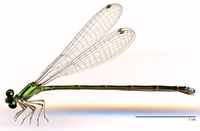 ecimg/Acanthagrion-trilobatum-f-w631e25.jpg
