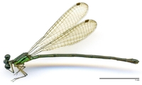 ecimg/Aeol-axin-f-e25.jpg