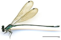 ecimg/Aeol-axin-m-e25.jpg