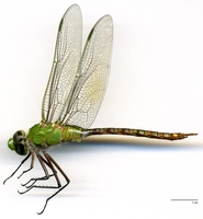 ecimg/Anax-conc-m-W451e25.jpg