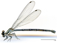 ecimg/Argia-XA-fm-w721e25.jpg