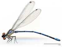 ecimg/Argia-XA-mf-w721e25.jpg