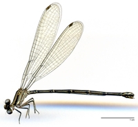 ecimg/Argia-XB-f-w5038e25.jpg