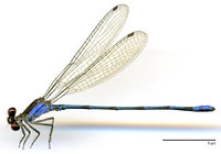 ecimg/Argia-XB-m-w736e25.jpg