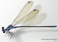 ecimg/Argia-adam-m-huac_0727e25.jpg