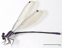 ecimg/Argia-curvpike-m-pucu_0701e25.jpg