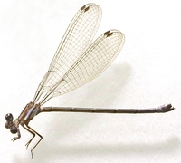 ecimg/Argia-f_3632e17.jpg