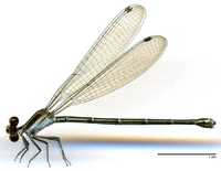 ecimg/Argia-fulgida-fm-w629e25.jpg