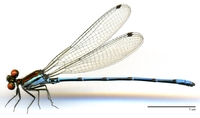 ecimg/Argia-fulgida-mf-w629-e25.jpg