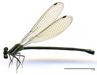 ecimg/Argia-grn-f-W550e25.jpg