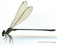 ecimg/Argia-grn-m-W550e25.jpg