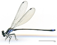ecimg/Argia-indi-m-w743e25.jpg