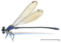ecimg/Argia-long-m-shu-e25.jpg