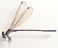 ecimg/Argia-m-curvpik_3203e25.jpg