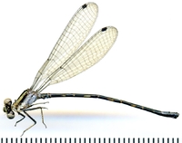 ecimg/Argia-m-lino-e25.jpg