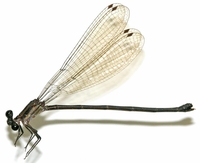 ecimg/Argia-ocul-f_5450e16.jpg