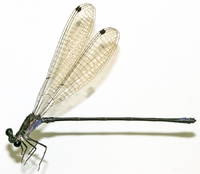 ecimg/Argia-ocul-m_5443e25.jpg
