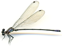 ecimg/Argia-pointpik-m-pucu-e25.jpg