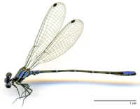ecimg/Argia-pull-m-swamp-e25.jpg