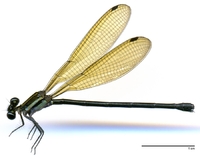 ecimg/Argia-purbr-f-W550e25.jpg