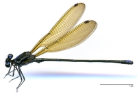 ecimg/Argia-purbr-m-W550e25.jpg