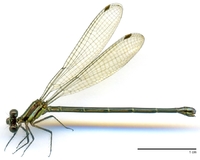 ecimg/Argia-redblk-f-Ae25.jpg