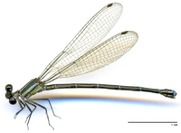 ecimg/Argia-redblu-f-Blanco-e25.jpg