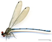 ecimg/Argia-redblu-m-Pano-e25.jpg