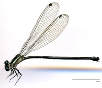 ecimg/Argia-sp2-f-W555e25.jpg