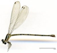 ecimg/Argia-spE-f-W474e25.jpg