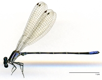 ecimg/Argia-spE-m-W474e25.jpg