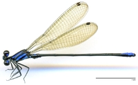 ecimg/Argia-spG-m-shu-e25.jpg