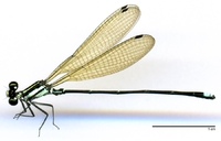 ecimg/Argia-spJ-m-w629-e25.jpg