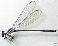ecimg/Argia-spM-f-selv_1082e25.jpg