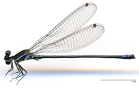 ecimg/Argia-spM-m-W550e25.jpg