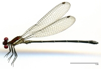 ecimg/Argia-spS-m-W563-Be25.jpg