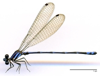 ecimg/Argia-spU-m-sept-e25.jpg