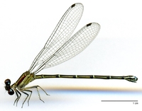 ecimg/Argia-spX-f-SilaQ3e25.jpg