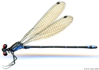 ecimg/Argia-spX-m-5798-2e25.jpg