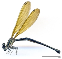 ecimg/Argia-spY-f-w721e25.jpg
