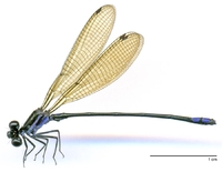 ecimg/Argia-spY-m-w724e25.jpg