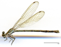 ecimg/Argia-spZ-fm-w5048e25.jpg