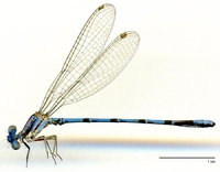 ecimg/Argia-spZ-mf-w5048e25.jpg