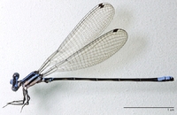 ecimg/Argia-sq-tip-m-selv_0922e25.jpg