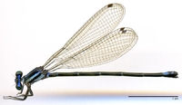 ecimg/Argia-sqtip-f-W555e25.jpg