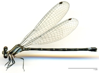 ecimg/Argia-stub-f-pucu-e25.jpg